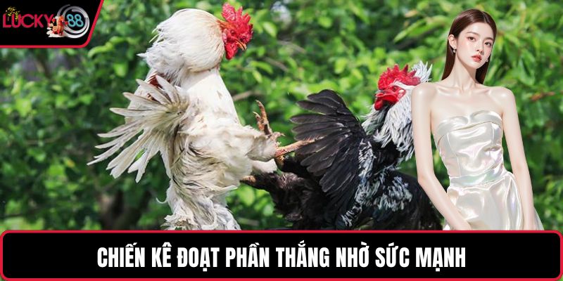 Chiến kê đoạt phần thắng nhờ sức mạnh