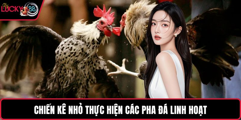 Chiến kê nhỏ thực hiện các pha đá linh hoạt