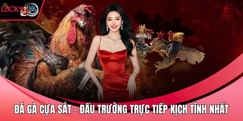 Đá gà cựa sắt