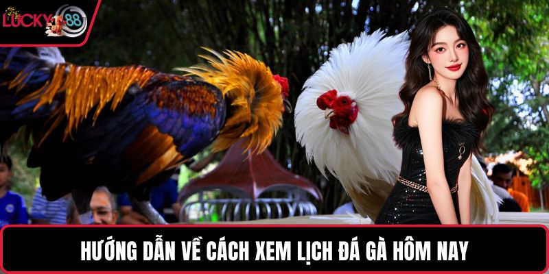 Hướng dẫn về cách xem lịch đá gà hôm nay