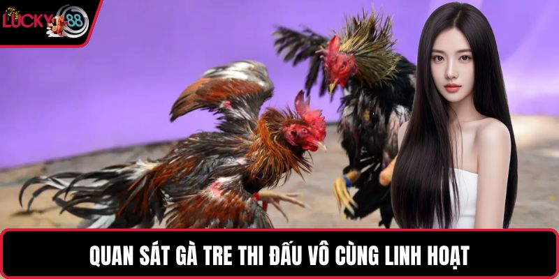 Quan sát gà tre thi đấu vô cùng linh hoạt