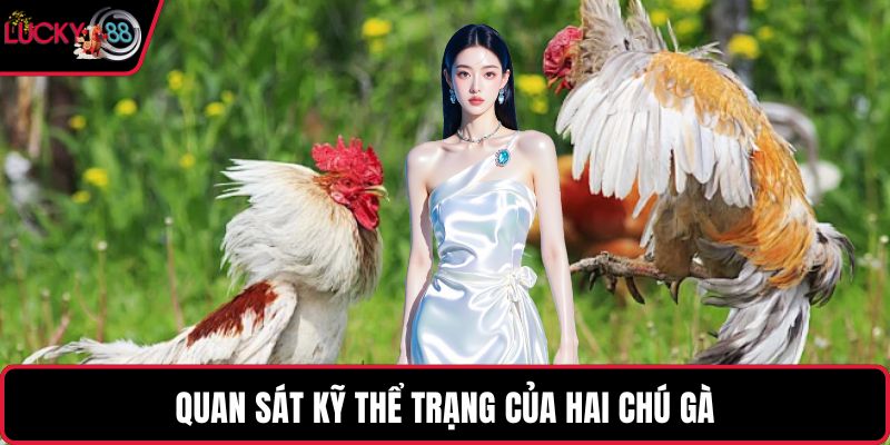 Quan sát kỹ thể trạng của hai chú gà