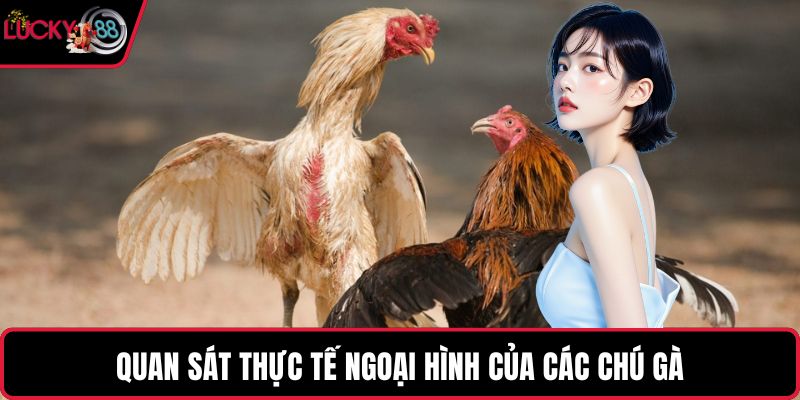 Quan sát thực tế ngoại hình của các chú gà