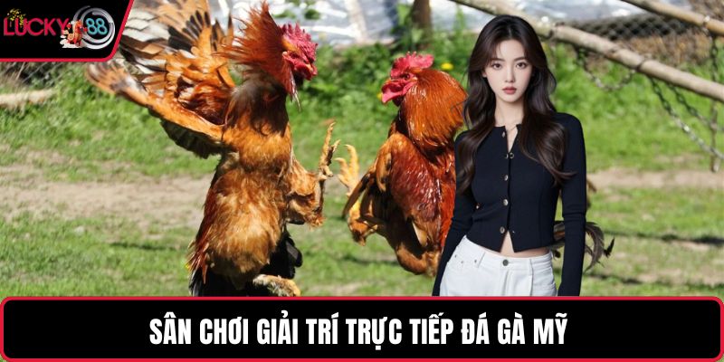 Sân chơi giải trí trực tiếp đá gà mỹ 