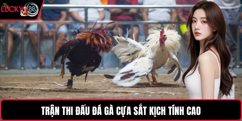 Trận thi đấu đá gà cựa sắt kịch tính cao
