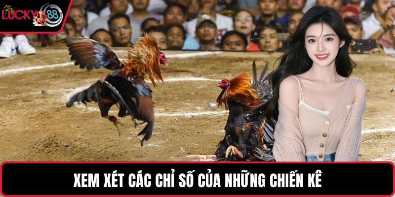 Xem xét các chỉ số của những chiến kê